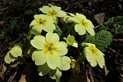 21 Primule (Primula vulgaris)